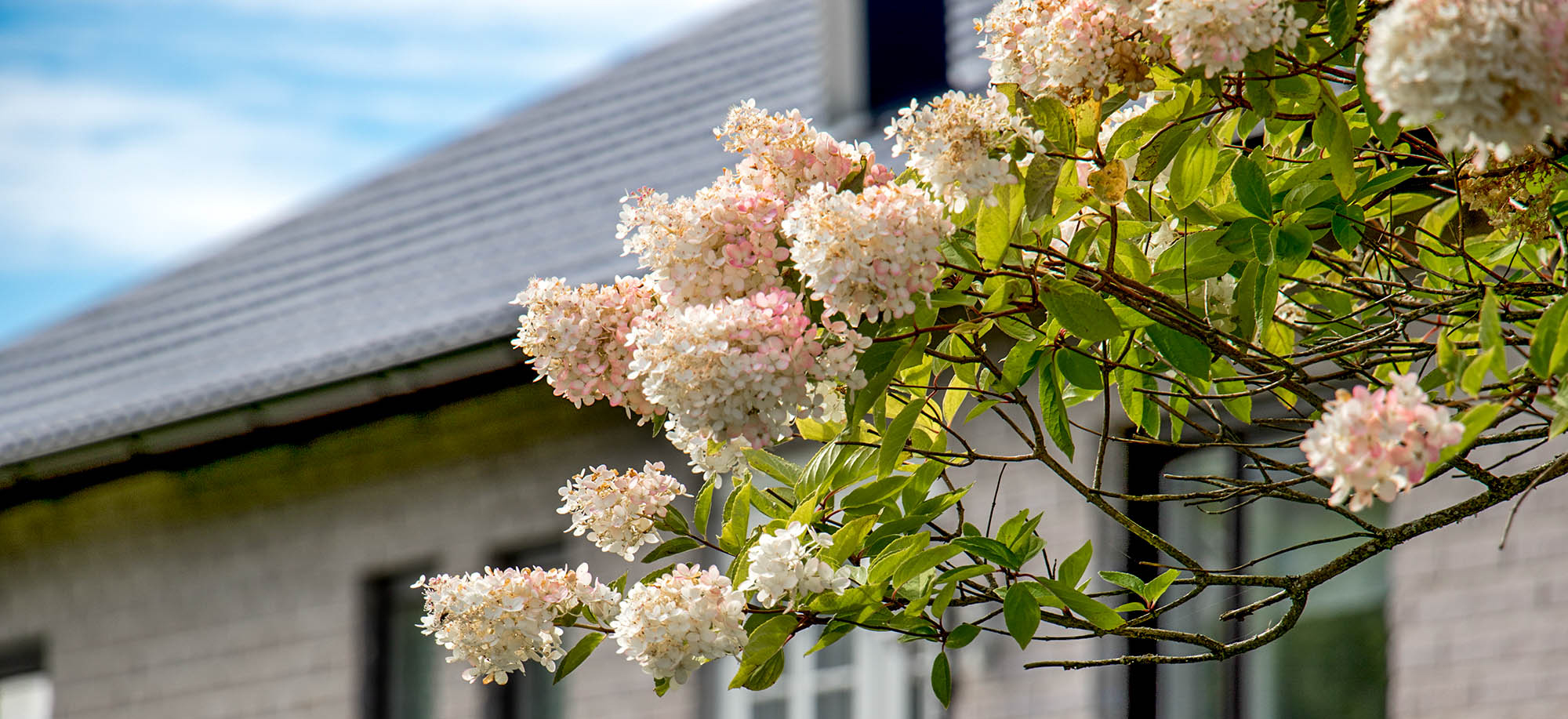 Gt7Miljöbild villaområde blomma högupplöst